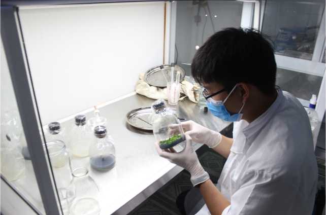 Trung tâm Thông tin và Ứng dụng tiến bộ khoa học công nghệ tỉnh Điện Biên thực hiện nuôi cấy mô Hoa lan Hồ điệp