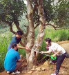 Lập hồ sơ đề nghị công nhận 100 cây chè cổ thụ là cây di sản