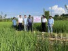 Sở KH&CN Điện Biên: Kiểm tra tiến độ nhiệm vụ phục tráng giống lúa Nếp Tan Mường Phăng gắn với tiêu thụ theo chuỗi giá trị