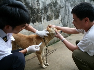 Tiêm phòng chó dại.